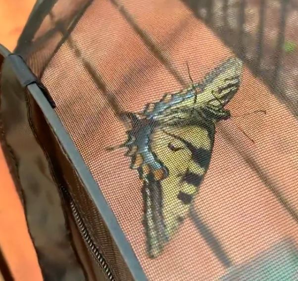 Butterfly