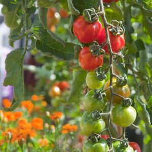 Photo of tomatoes on the vine in various stages of ripeness, orange flowers are in bloom behind