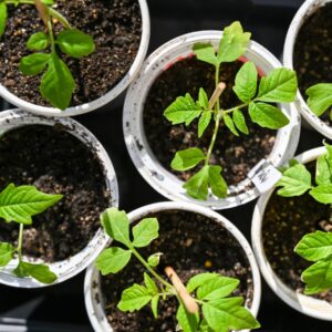 Overhead view of several small cups with soil and seedlings