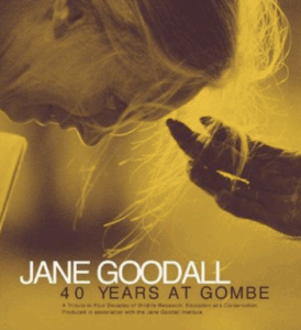 A duo-tone profile photo of Goodall's head bent toward an ape's hand.