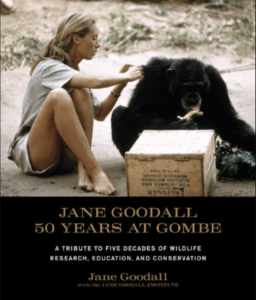Goodall sits in the dirt beside a chimpanzee and looks closely at its shoulder, parting the fur with her hand. The ape's head is bowed.