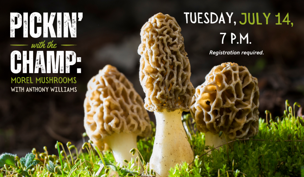 Pickin’ with the Champ: Morel Mushrooms with Anthony Williams on July 14 at 7 p.m.