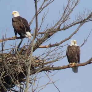 Illustration shows two bald eagles perched on bare branches near a large nest against a clear blue sky.